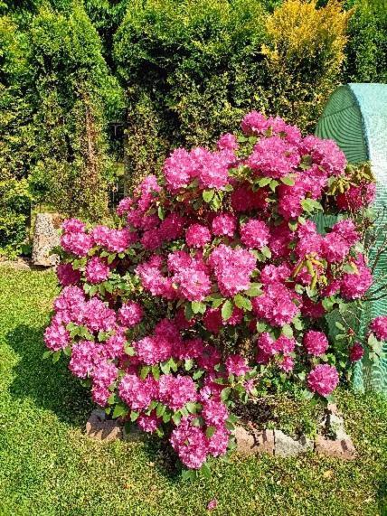 Pasja Bed & Breakfast Świeradów-Zdrój Eksteriør bilde